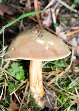 Wild mushroom macro prints