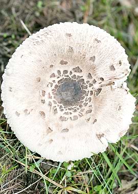 Wild mushroom macro prints