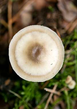Wild mushroom macro prints