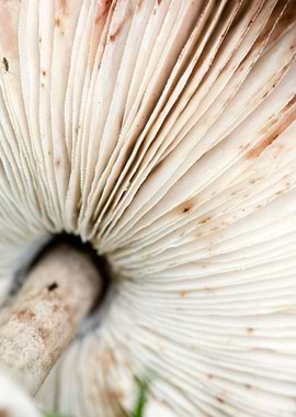 Wild mushroom macro prints