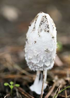 Wild mushroom macro prints
