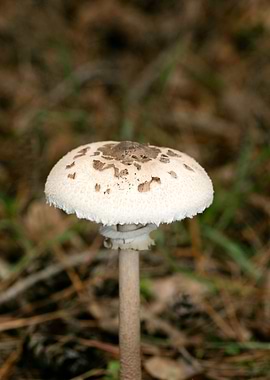 Wild mushroom macro prints
