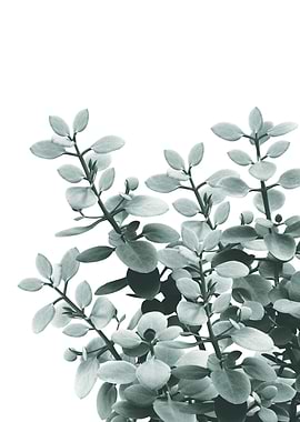 Eucalyptus Leaves Green 1