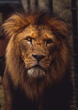 Lion the King of animals