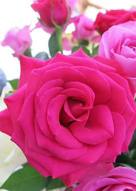 Pretty Roses in Sunlight