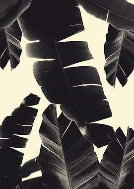 Banana Leaves Summer 4