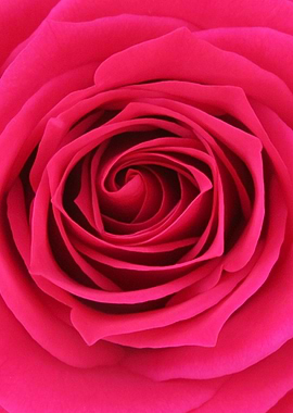 Stunning Dark Pink Rose