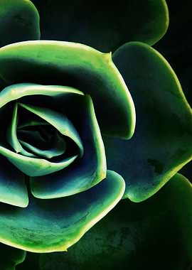 DARKSIDE OF SUCCULENTS 14B