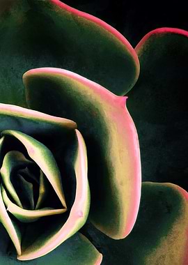 DARKSIDE OF SUCCULENTS XVb