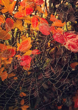 Spiderweb