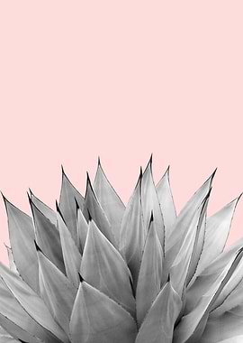 Agave Vibes 9