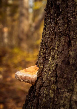 Bracket fungus on the tree
