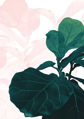 Blush Green Fiddle Leaf 1