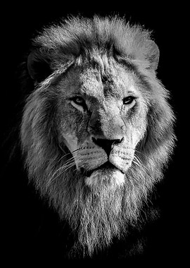 Lion king head BW poster
