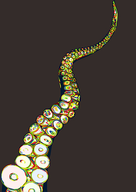 Colorful Tentacle
