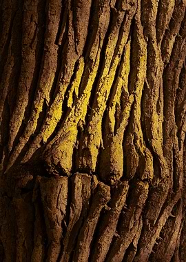 Oak in Bialowieza Forest