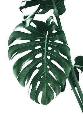 Monstera Delight 4