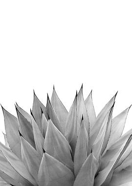 Agave Vibes 10