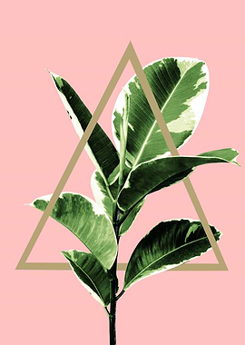 Ficus Elastica Geo 1