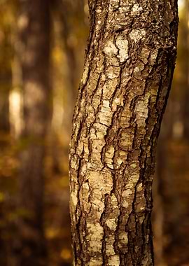 Tree bark in autumn