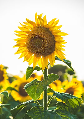 Sunflower Floral Nature