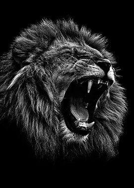 angry lion blackandwhite r