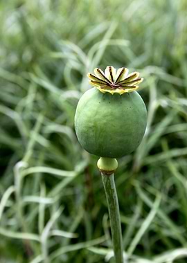 Poppy seedpod