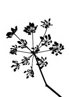 Abstract Umbrella Plant