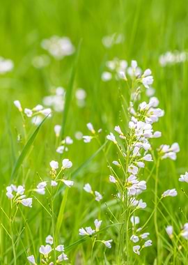 Cuckooflower 2