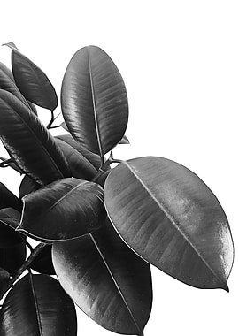 Ficus Elastica 21