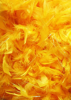 Yellow feathers