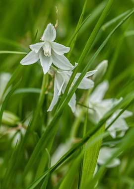 white Flower