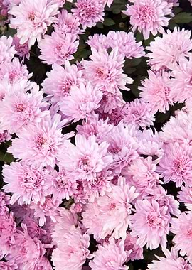 Pink Chrysanthemums 1