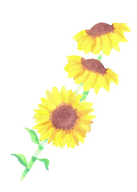 Sunflowers or Helianthus