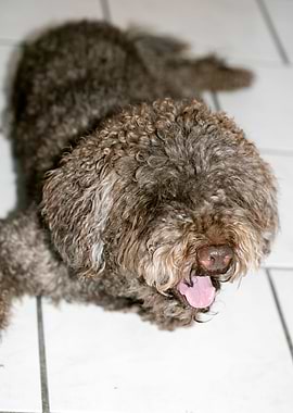 Lagotto Romagnolo macro