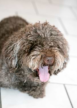 Lagotto Romagnolo macro