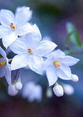 Jasmine Nightshade Flowers