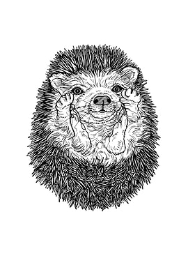 Hedgehog