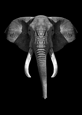 Elephant head black white