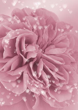 Light Pink Rose hearts 1