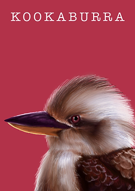 Kookaburra