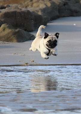 Pug jumping in to water