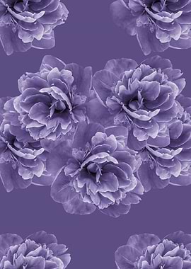 Ultra Violet Peony 1