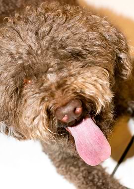 Lagotto Romagnolo macro