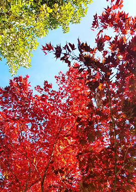 tree red leaves