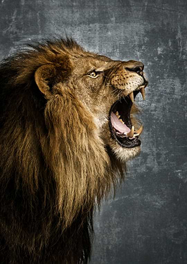 Roar wild lion Present