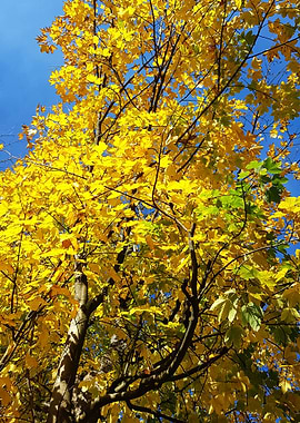 yellow leaves