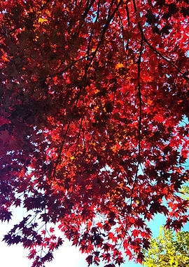 tree red leaves