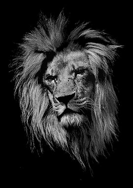 sad wild lion face poster