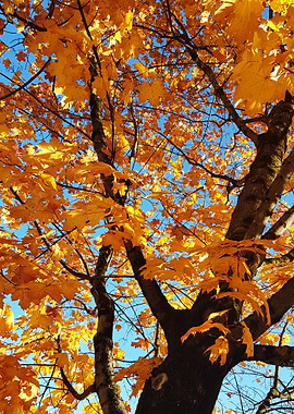 orange leaves tree